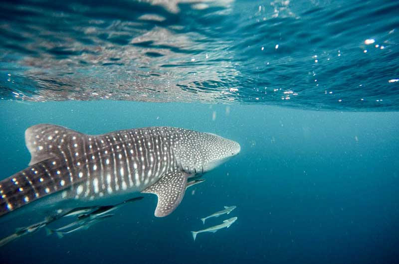 Image prise par l'équipe de Coral Bay Image prise par l'équipe de Coral Bay